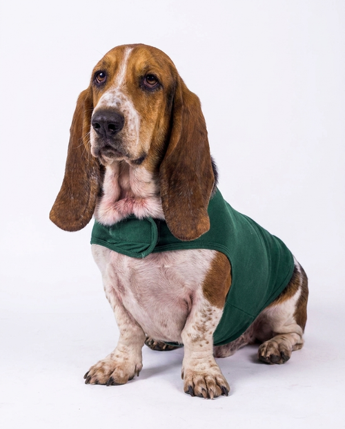 Hero Shot - Calm dog wearing green anxiety relief vest